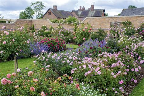 Photo de massif de géraniums vivaces dans un jardin anglais
