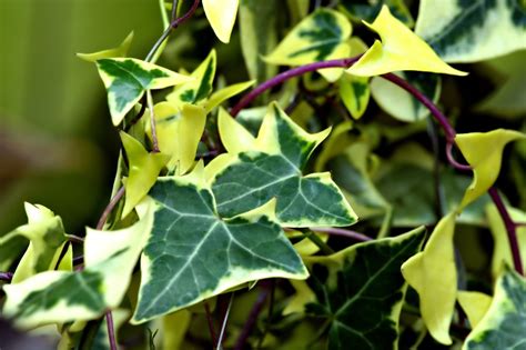 Feuilles de lierre coupées grossièrement