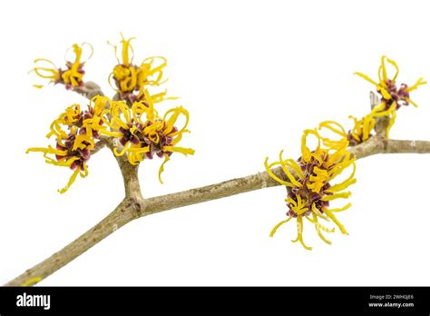 Chatons de noisetier jaunes sur une branche