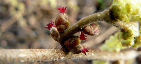 Détail des fleurs mâles (chatons) et femelles (stigmates roses) du noisetier