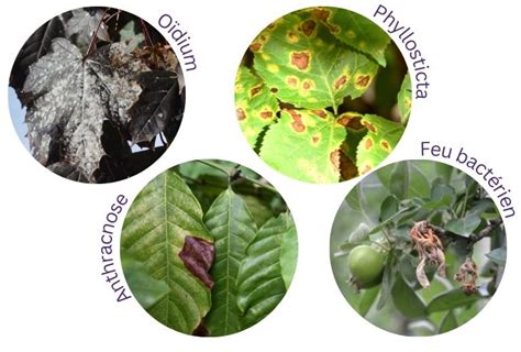 Identification des maladies et champignons sur les arbres