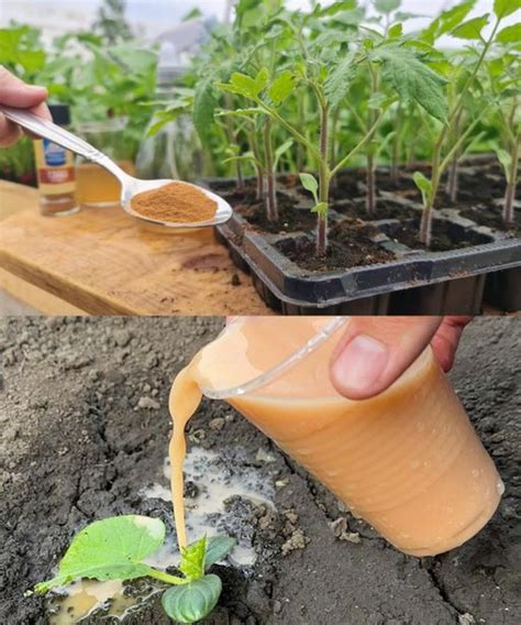 Comparaison croissance tomates avec et sans compost