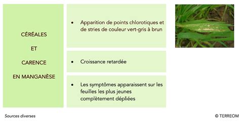 Illustration des symptômes de carence en manganèse et cuivre sur blé