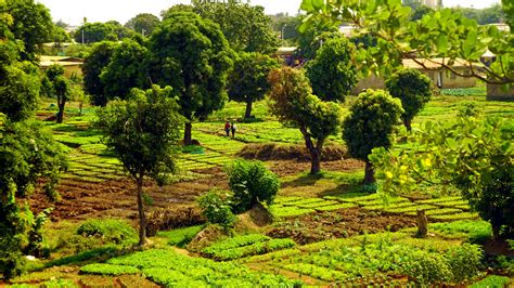 Paysage de ferme permaculturelle avec divers cultures et arbres intégrés