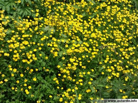 Photo d'une fleur de bouton d'or (renoncule rampante)