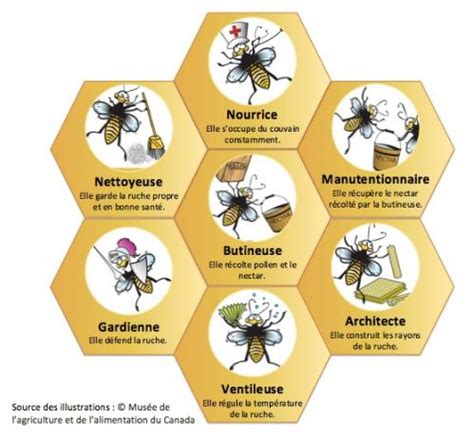 Diagramme illustrant la hiérarchie et les rôles dans une ruche d'abeilles