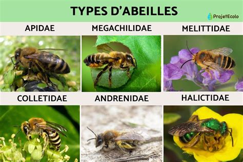 Exemples d'abeilles solitaires et leurs habitats
