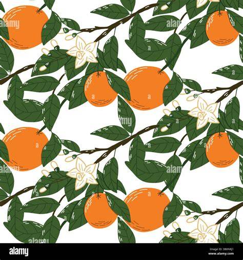 Illustration d'un oranger portant des fruits et des fleurs
