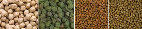 Différentes variétés de pois chiches