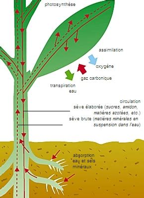 Diagramme montrant la circulation de la sève dans un arbre fruitier
