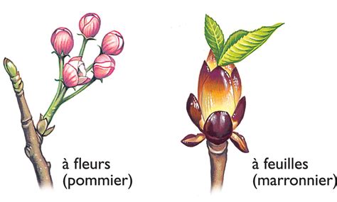 Illustration comparant bourgeon à bois et bourgeon à fruits