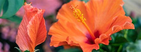 Illustration d'un grand hibiscus aux fleurs éclatantes