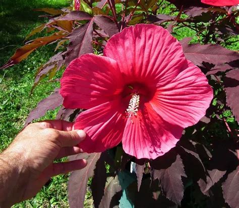 Gros plan sur les fleurs géantes d'un Hibiscus moscheutos