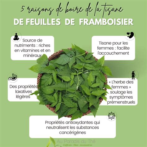image illustrant l'action anti-inflammatoire et antioxydante des feuilles de framboisier sur le corps