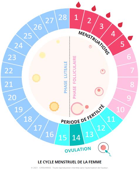 Schéma du cycle menstruel féminin avec les phases folliculaire, ovulatoire et lutéale