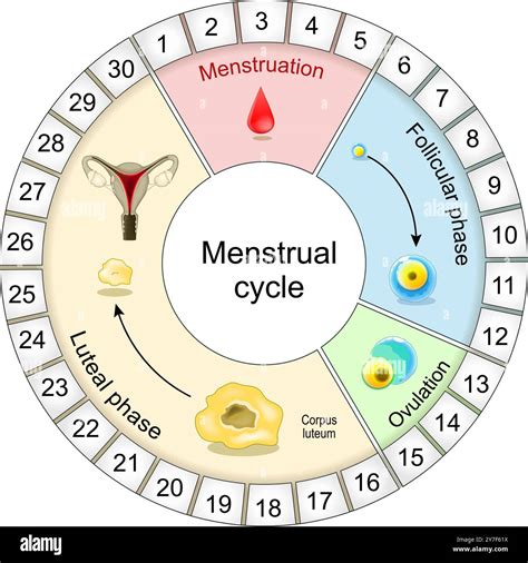 Calendrier de cycle menstruel avec indication de l'ovulation