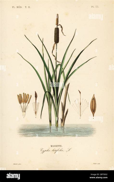 Illustration d'une massette (Typha latifolia) dans son habitat naturel, avec ses caractéristiques distinctives