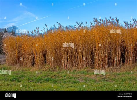 Miscanthus x giganteus champ