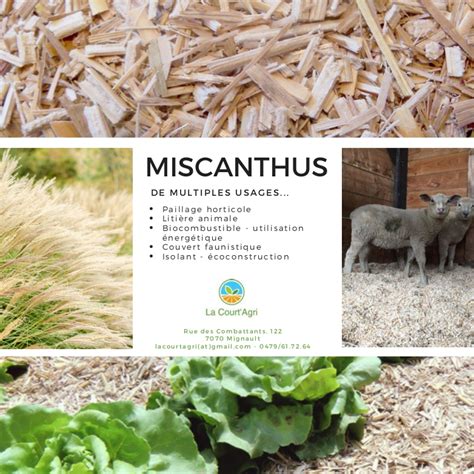 Granulés de miscanthus