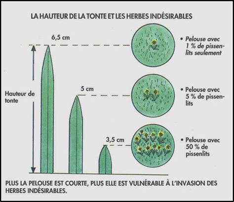 Hauteur de tonte de la pelouse en période de sécheresse