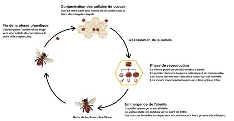 Diagramme du cycle de vie du Varroa destructor
