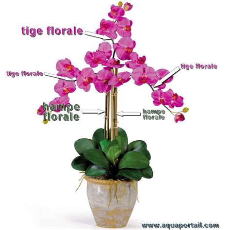 orchidée hampe florale jaunie