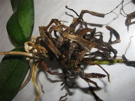 orchidée racines pourries