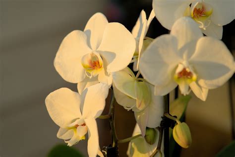 orchidée en pleine lumière indirecte