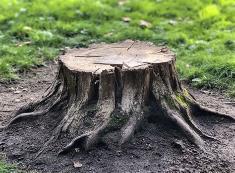 souche d'arbre avec trous remplis d'ail