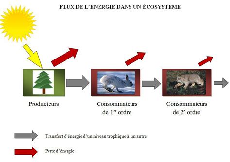 Schéma des flux de matière et de liquide dans un lombricomposteur