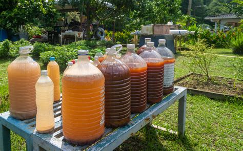 Arrosage de plantes avec du jus de compost dilué