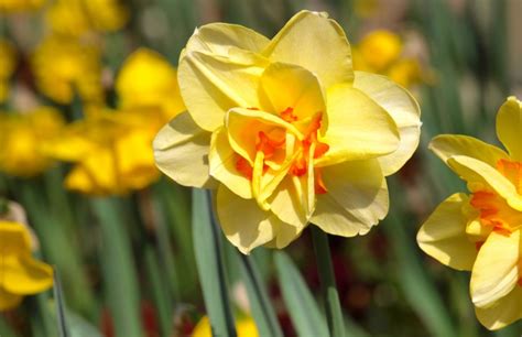 Variétés de jonquilles