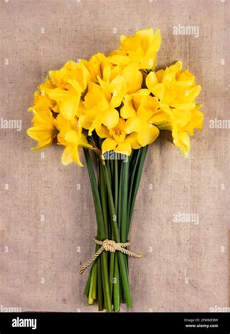 Bouquet de jonquilles fraîches