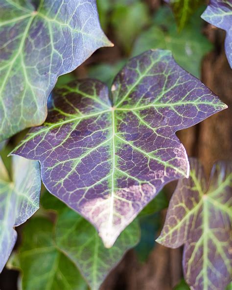 Comparaison visuelle entre les feuilles de Hedera helix et celles de l'Epipremnum aureum