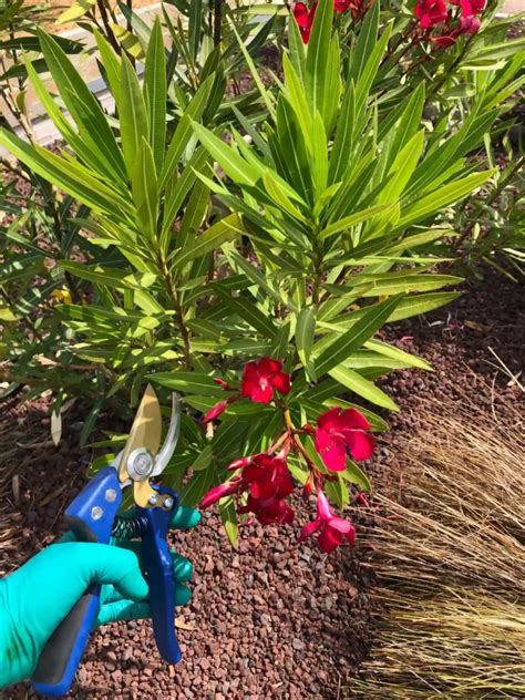 Schéma montrant les zones de coupe pour la taille annuelle du laurier-rose