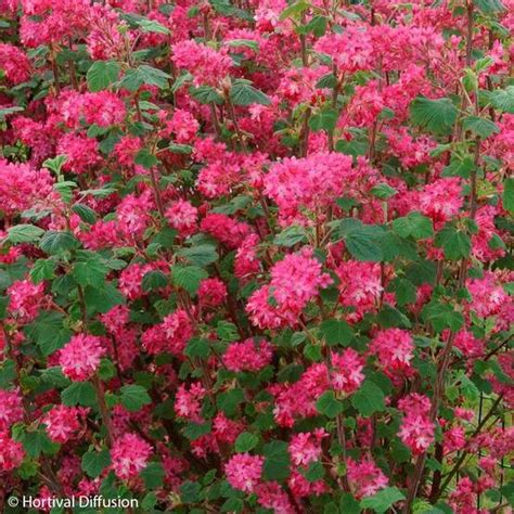 Groseillier à fleurs en pleine floraison