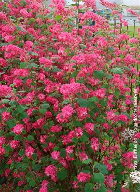 Grappes de fleurs rouge foncé du Groseillier 'Red Bross'