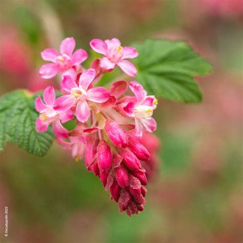 Bouquet de fleurs de groseillier à fleurs