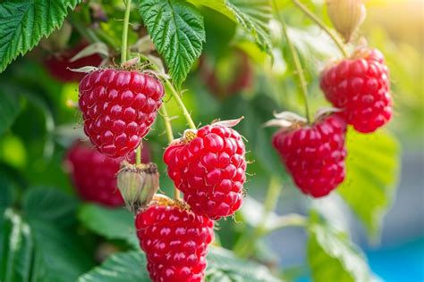 Illustration d'un framboisier 'Héritage' chargé de fruits rouges mûrs
