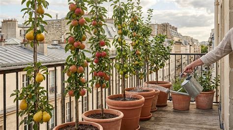 Verger vertical sur balcon