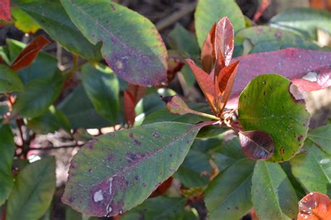 Feuilles de Photinia atteintes d'oïdium