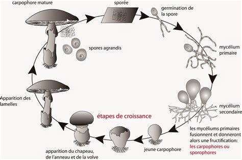 Schéma explicatif montrant le cycle de vie d'un pleurote dans une boîte de culture avec les étapes de vaporisation