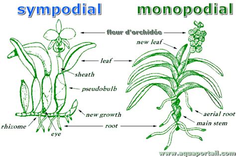 Schéma de croissance monopodiale d'une orchidée Vanda
