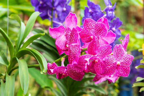 Orchidée Vanda coupée en deux parties pour la division