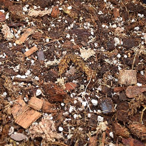 Gros morceaux d'écorces utilisés comme substrat pour Vanda