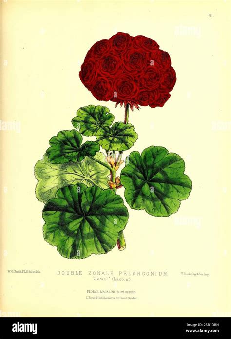 Illustration de Pelargonium zonale avec ses fleurs et son feuillage original
