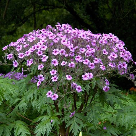 Géranium de Madère en pleine floraison