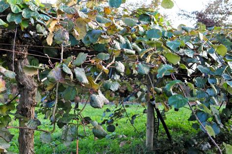 Schéma de palissage pour une liane de kiwi