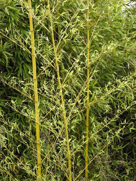 Plan général d'une haie de Phyllostachys aurea mature