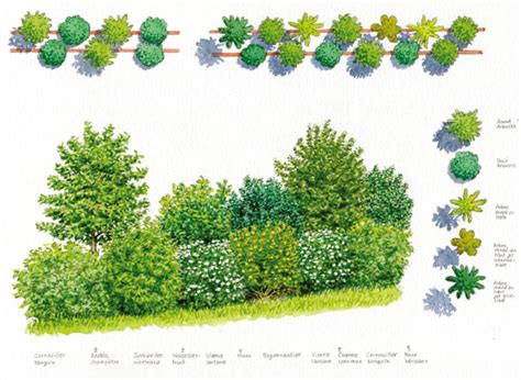 Schéma de plantation d'une haie de photinia